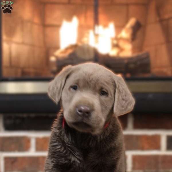 Jed, Silver Labrador Retriever Puppy